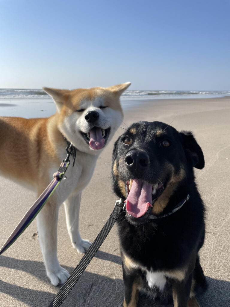 犬が海で笑う